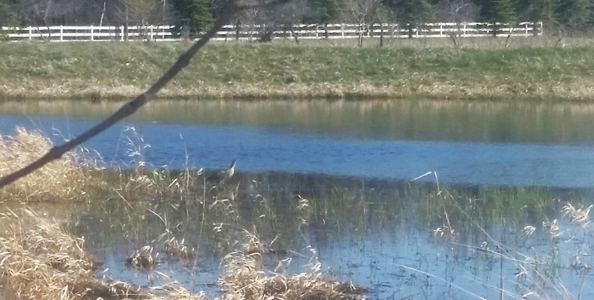 American Bittern - ML618699146