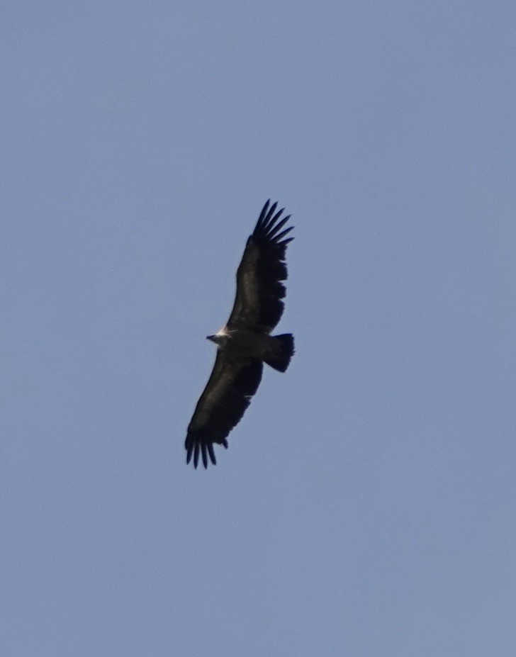 Eurasian Griffon - ML618699199