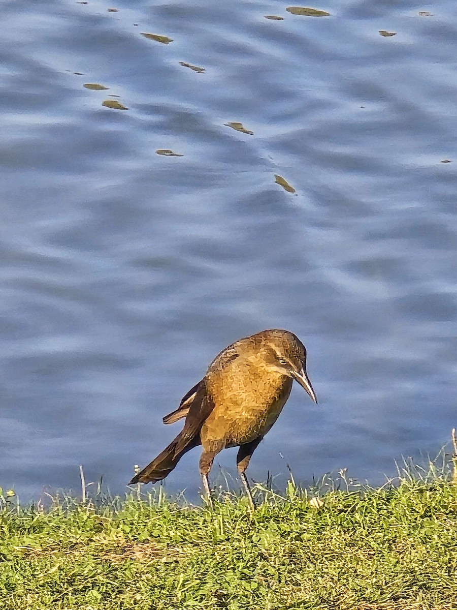 Great-tailed Grackle - ML618699218