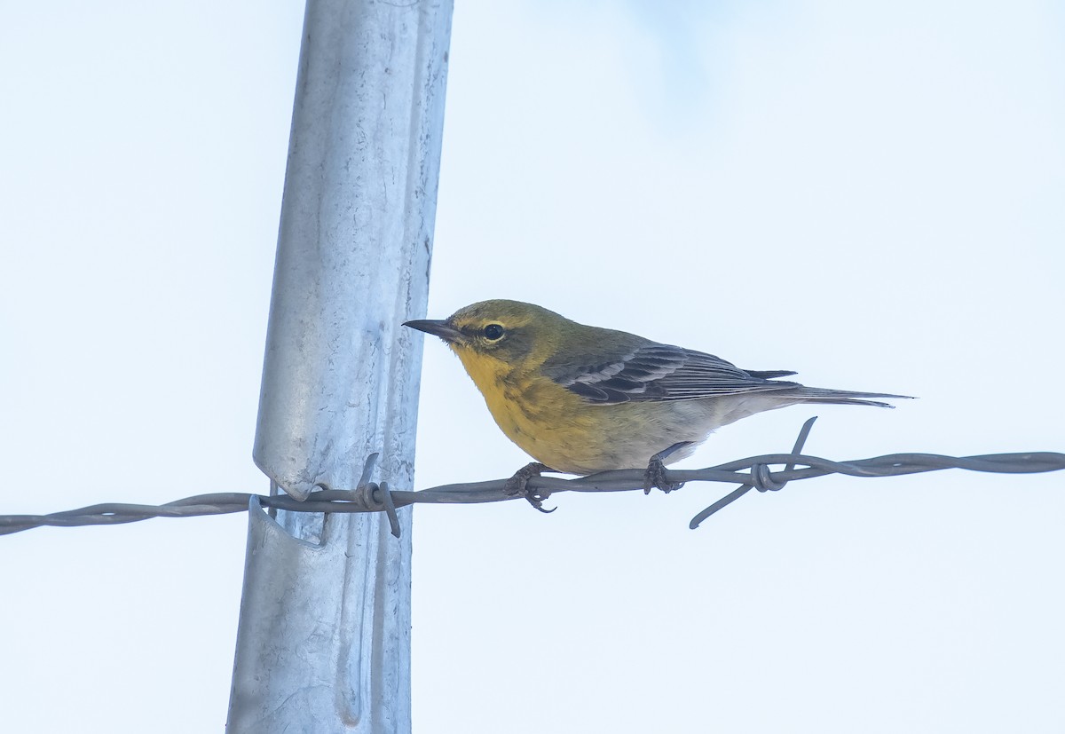 Pine Warbler - Liam Huber