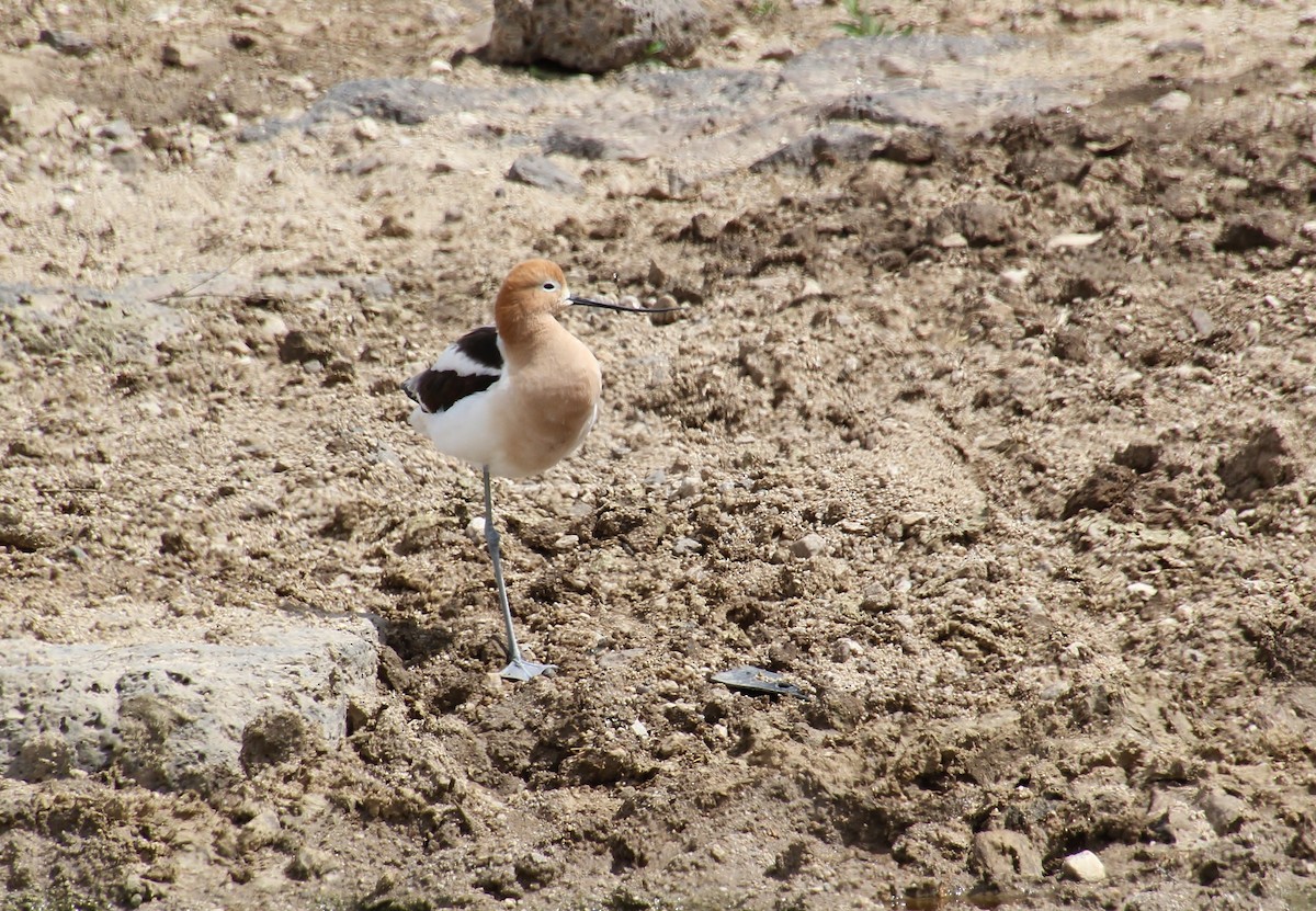 American Avocet - Jared Peck