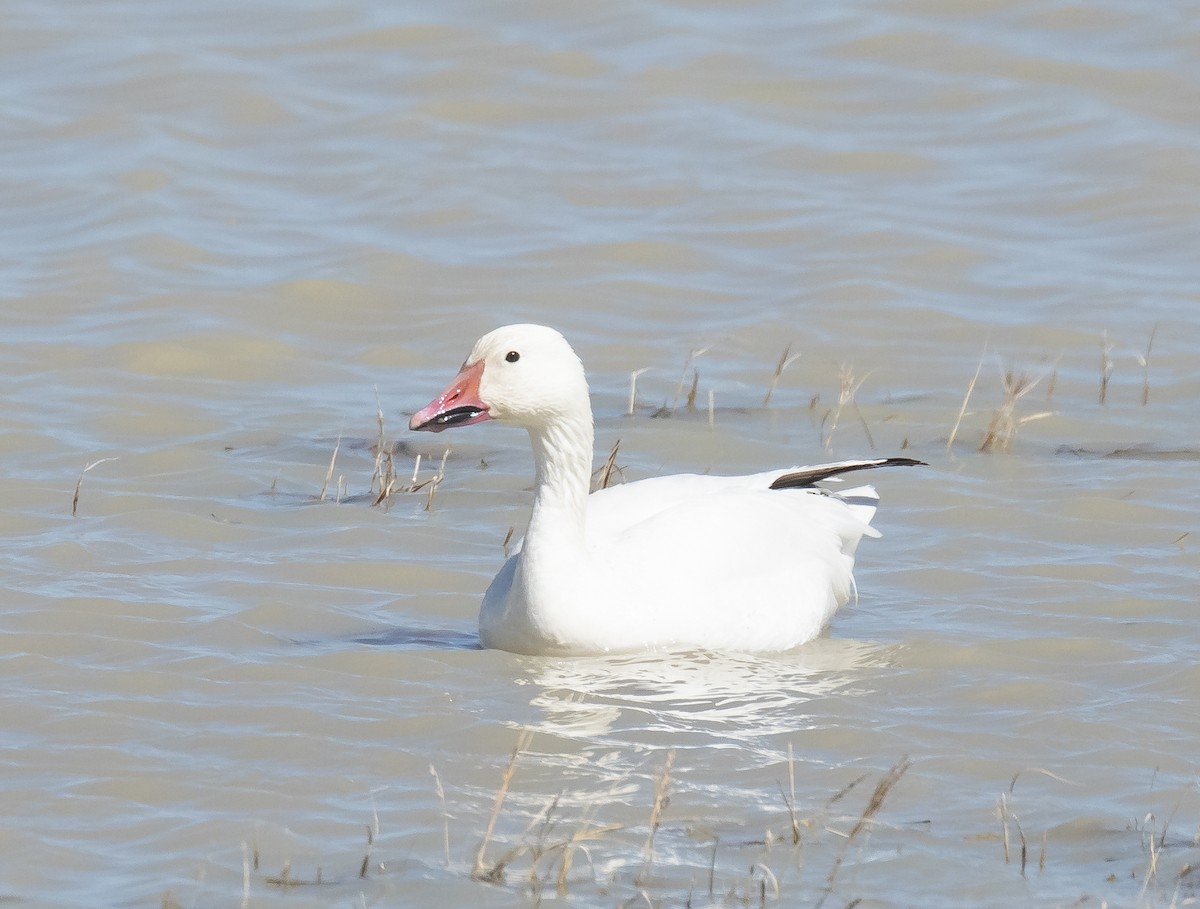 Snow Goose - Liam Huber