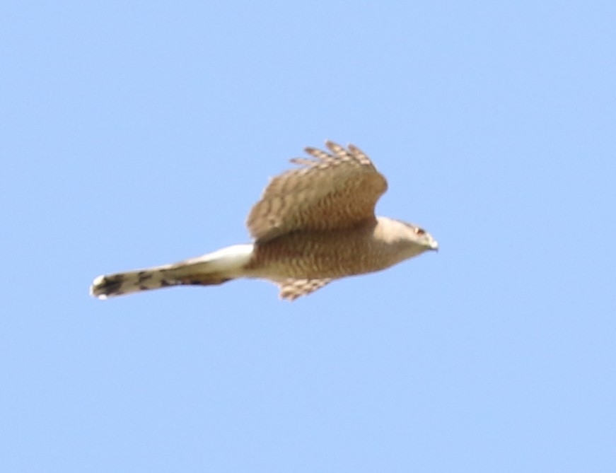 Cooper's Hawk - ML618699319