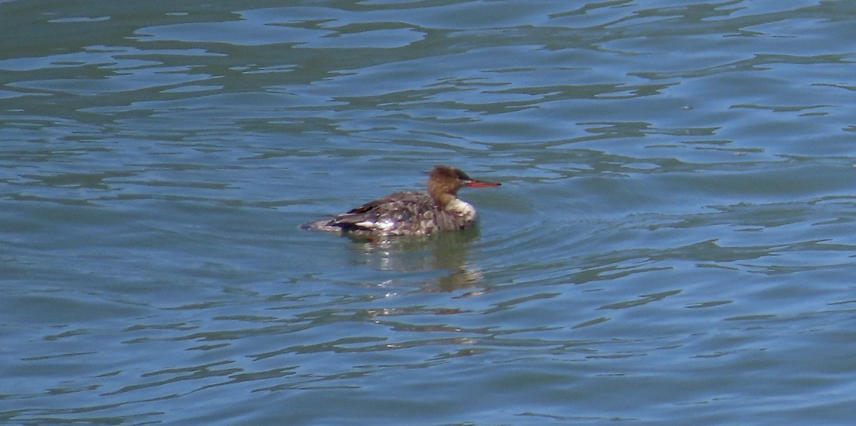 Red-breasted Merganser - ML618699328