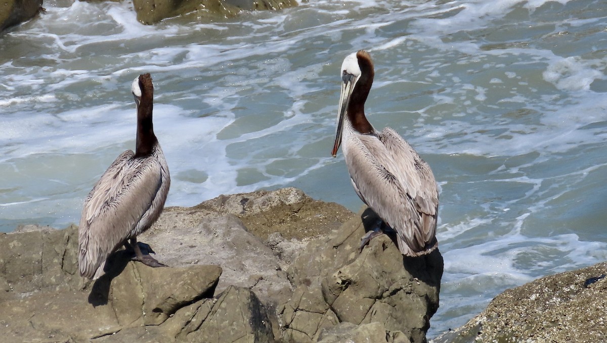 pelikán hnědý - ML618699338