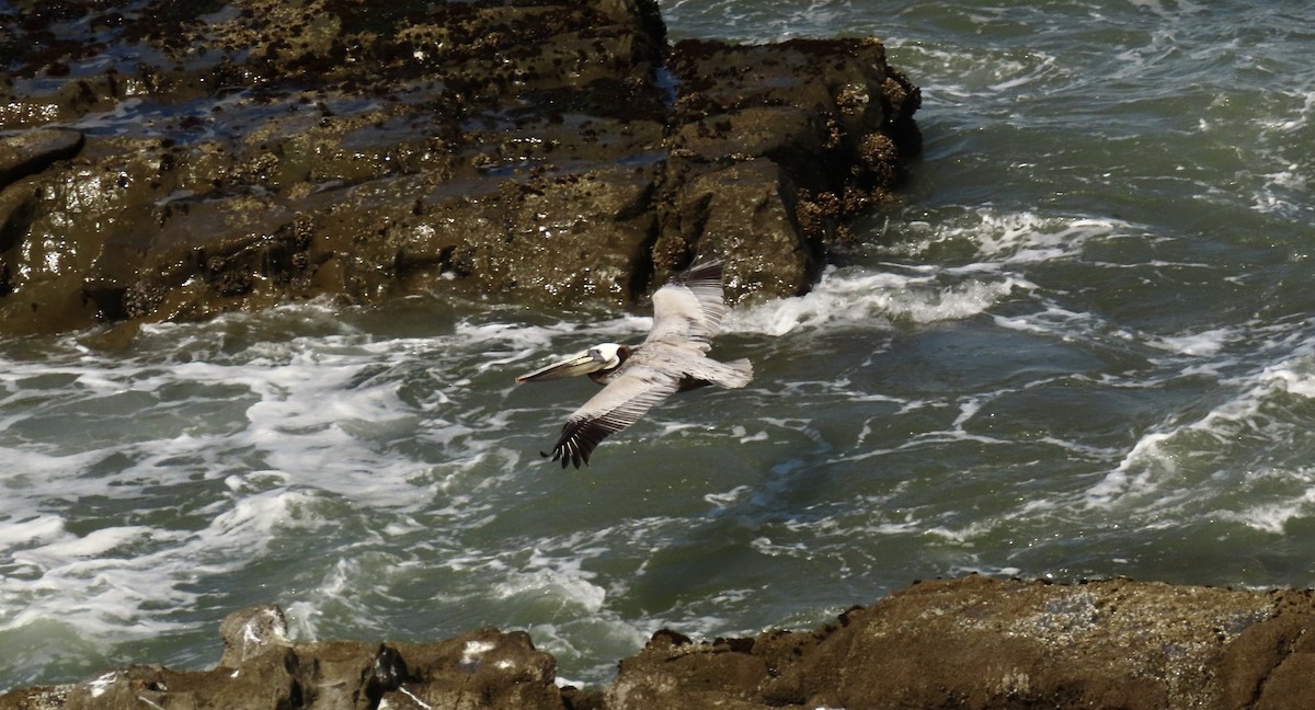 pelikán hnědý - ML618699339