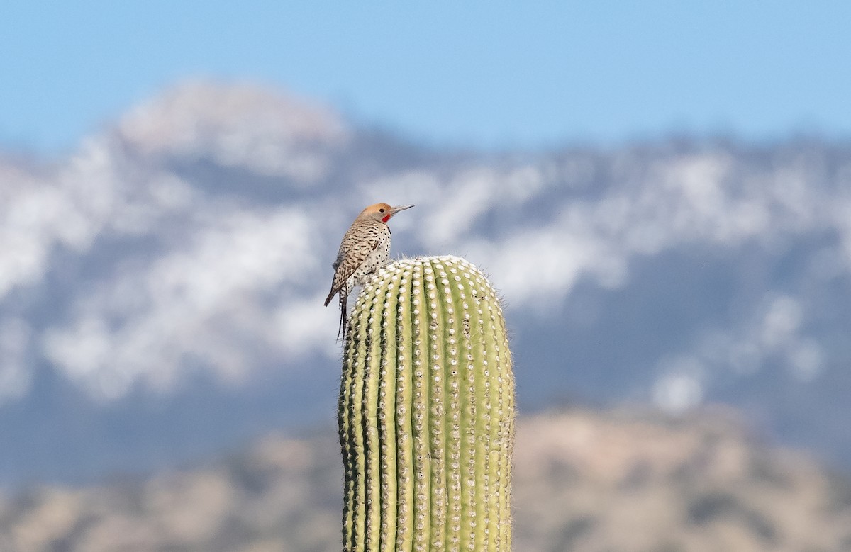 Gilded Flicker - ML618699340