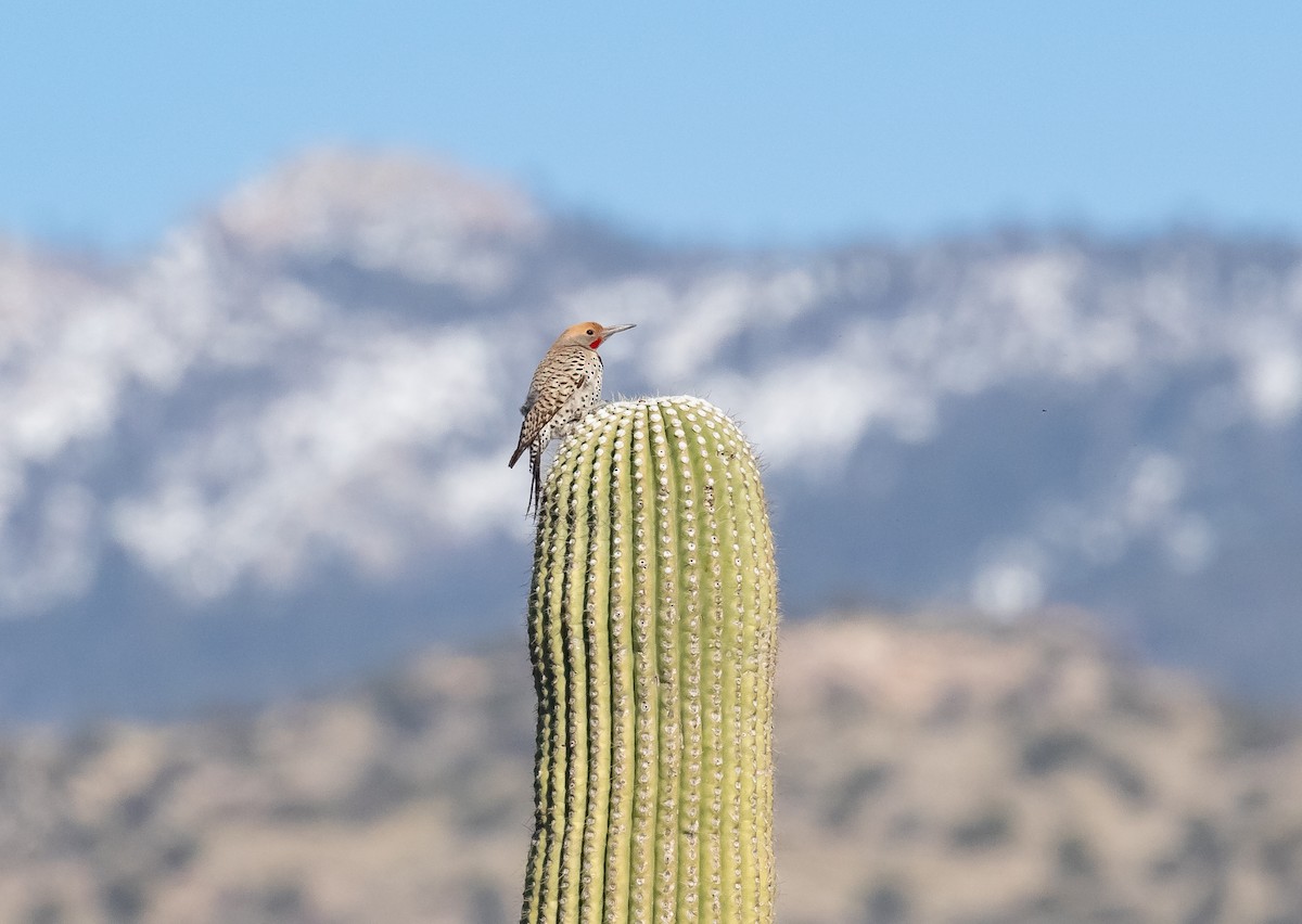 Gilded Flicker - ML618699341