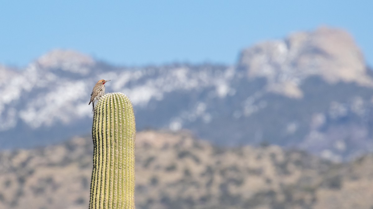 Gilded Flicker - ML618699342