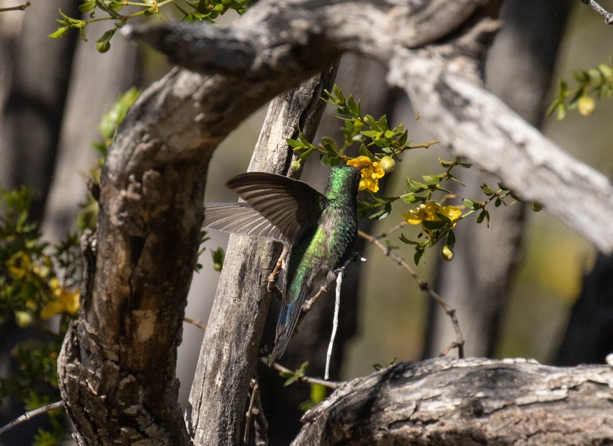 Broad-billed Hummingbird - ML618699351