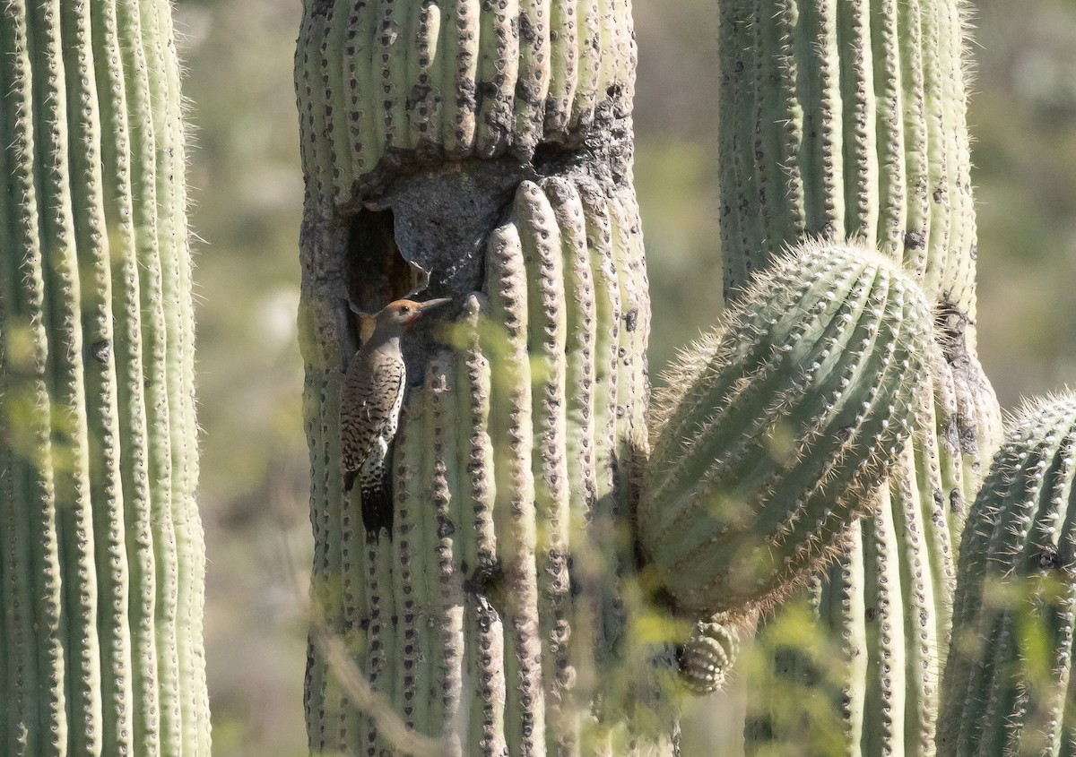 Gilded Flicker - ML618699354