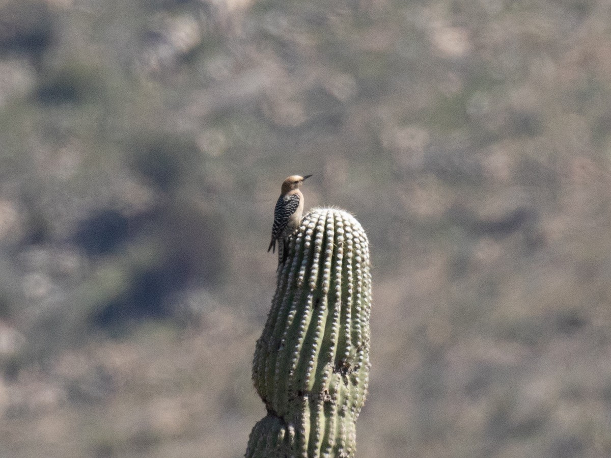 Gila Woodpecker - ML618699356