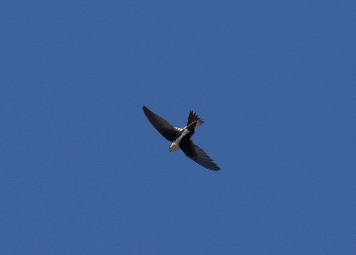 White-throated Swift - ML618699358