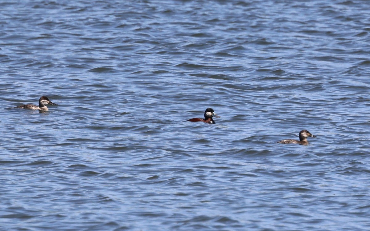 Ruddy Duck - ML618699398