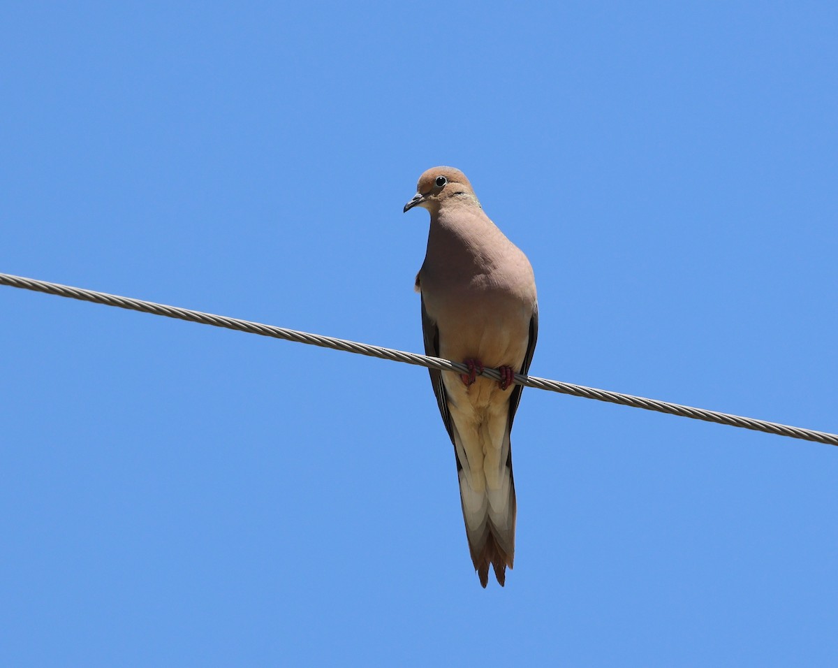 Mourning Dove - ML618699399