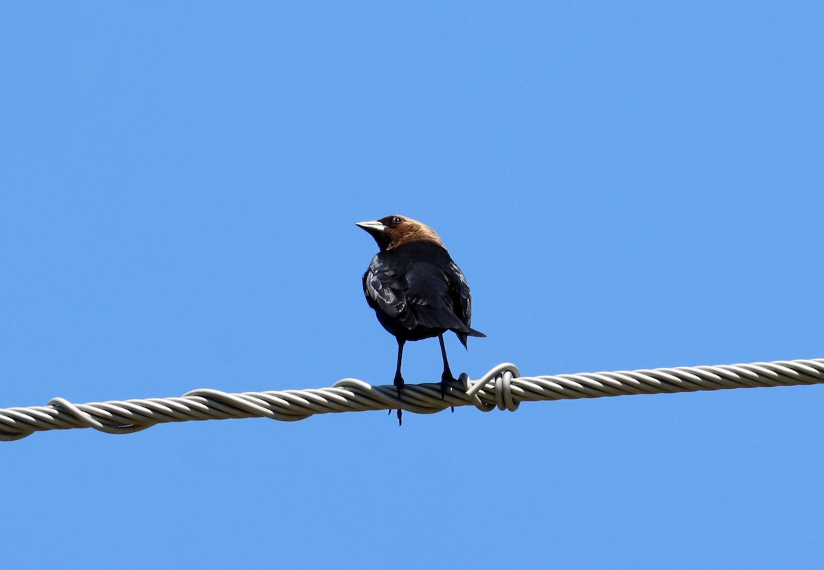 Brown-headed Cowbird - ML618699436