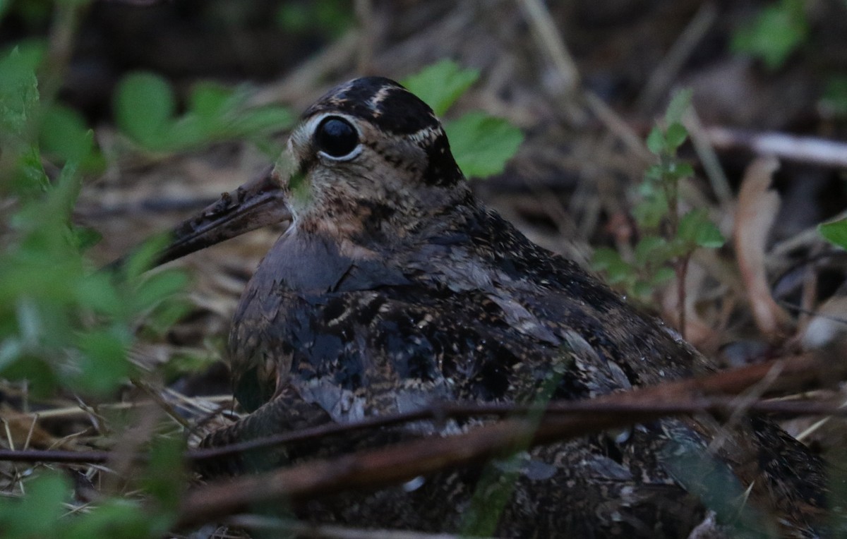 American Woodcock - ML618699439