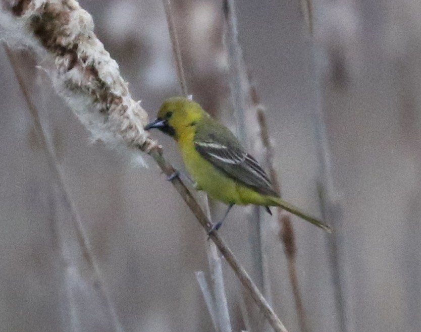 Orchard Oriole - ML618699449