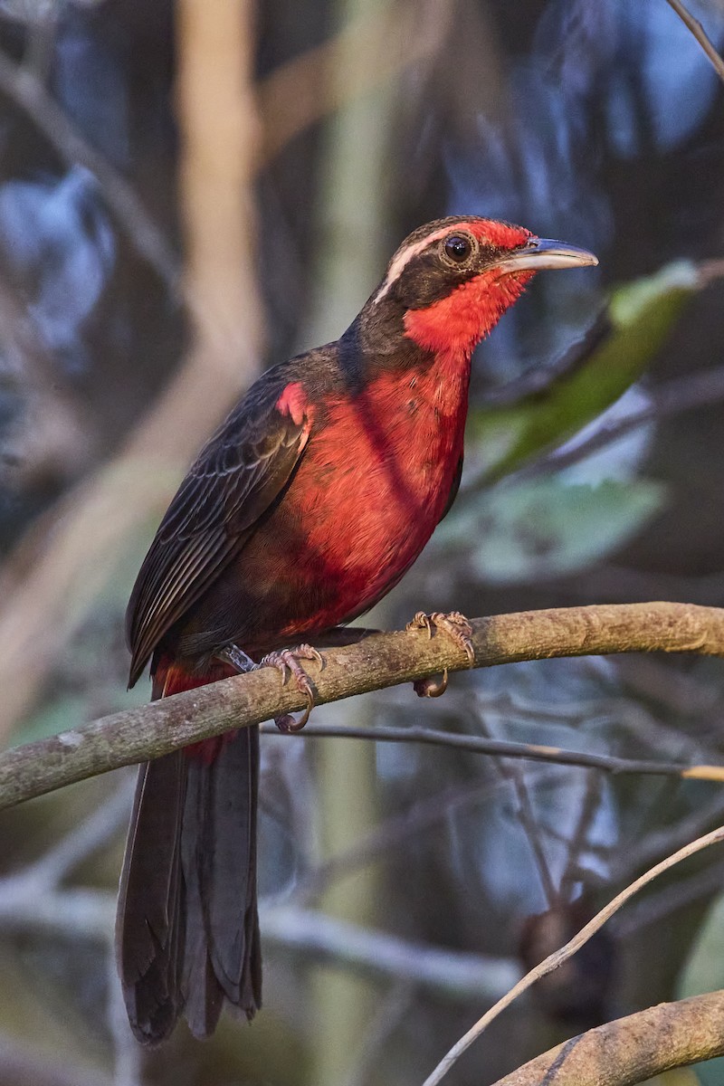 Rosy Thrush-Tanager - ML618699453