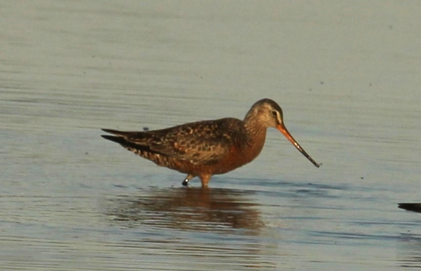 Hudsonian Godwit - Bruce Schuette