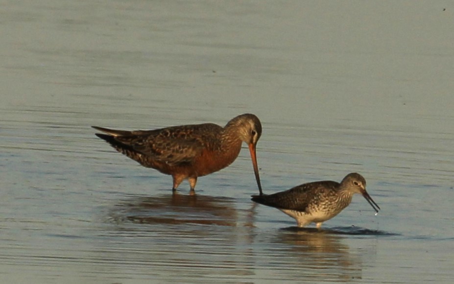 Hudsonian Godwit - Bruce Schuette