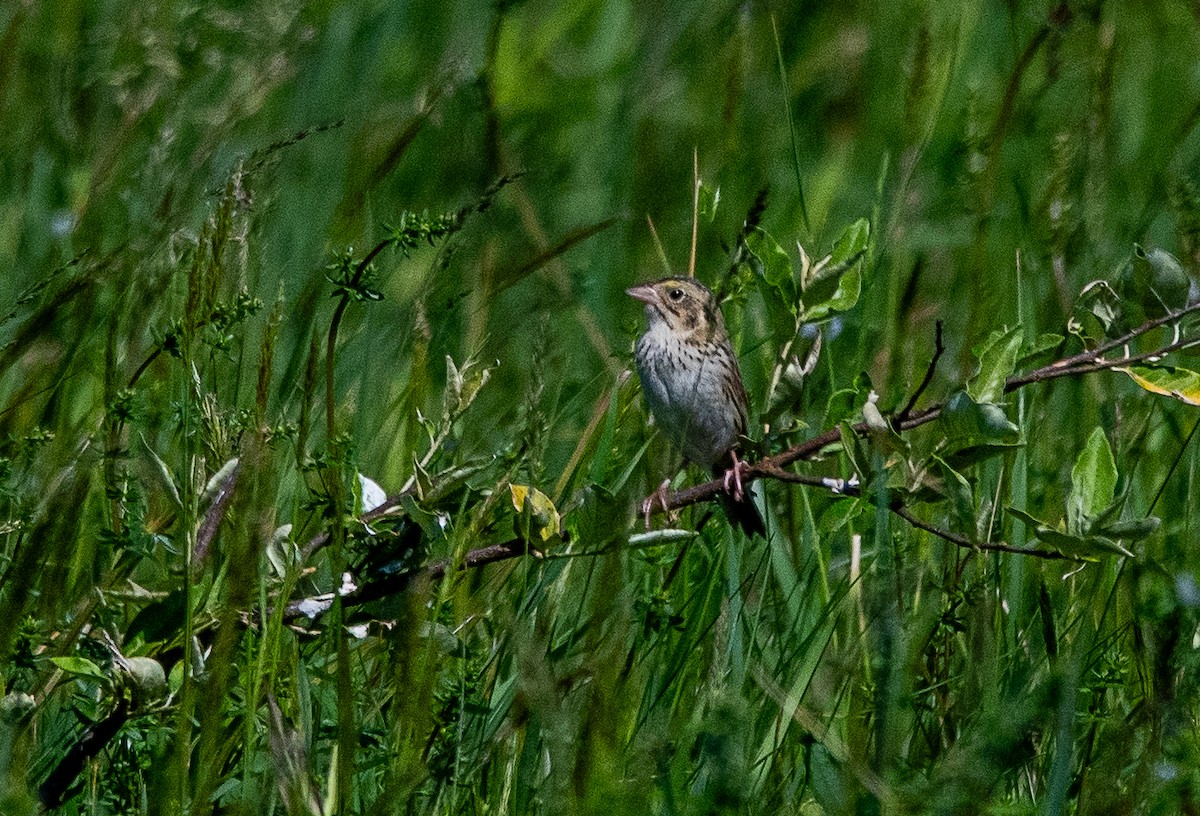 Henslow's Sparrow - ML618699480