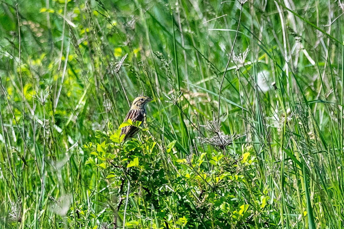 Henslow's Sparrow - ML618699482