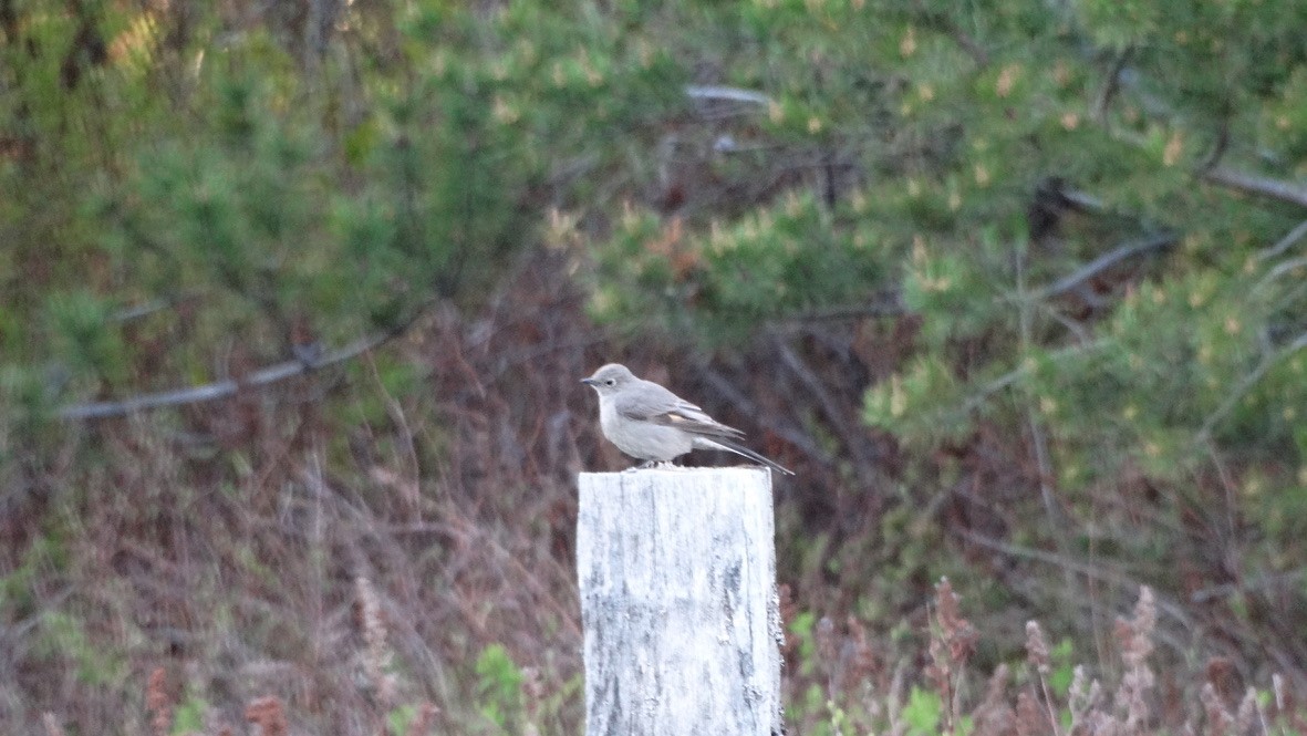 Townsend's Solitaire - ML618699506