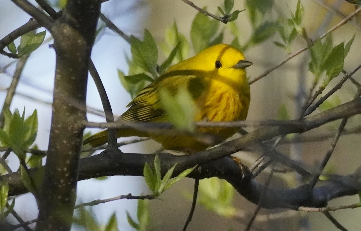 Yellow Warbler - Steve Warshaw