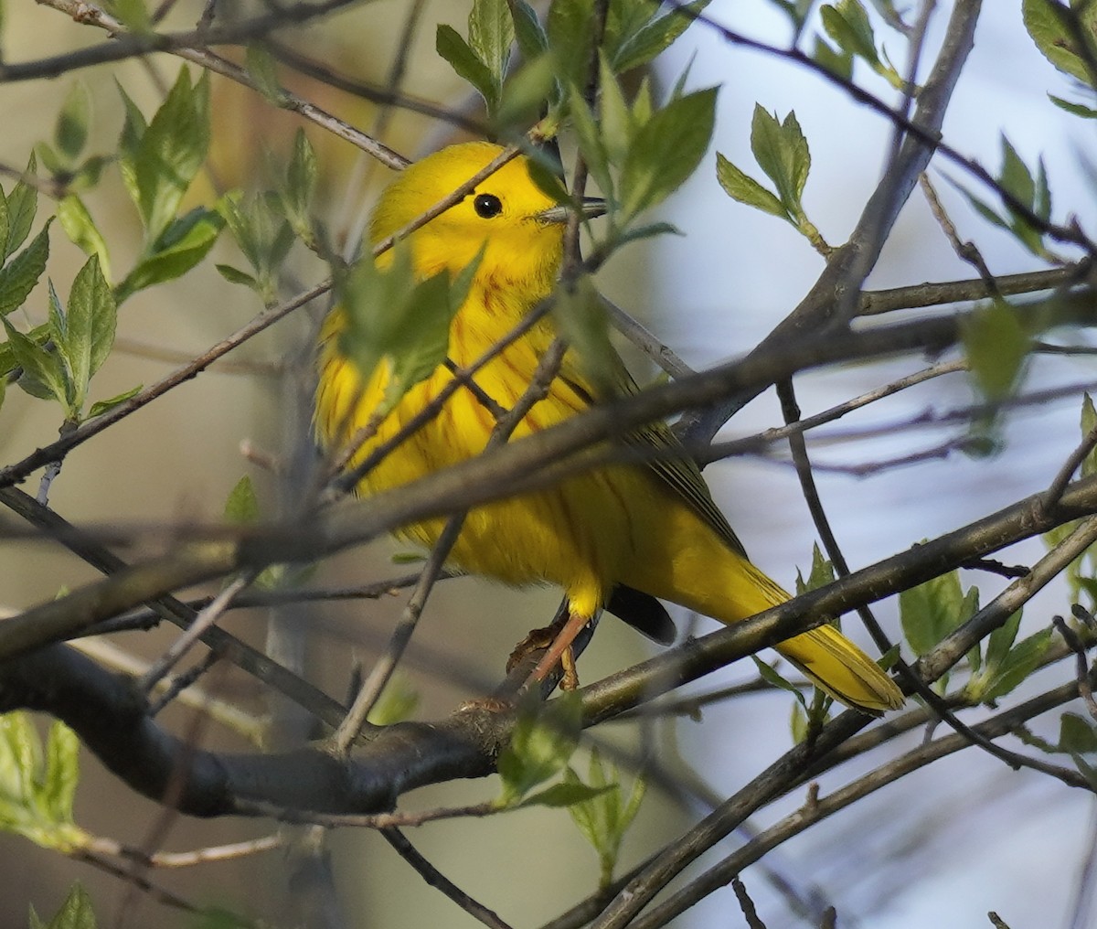 Yellow Warbler - Steve Warshaw