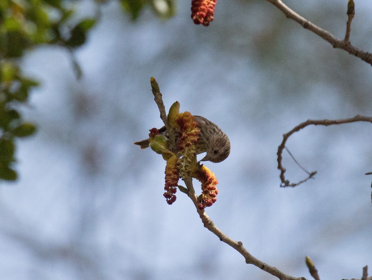 Pine Siskin - ML618699510