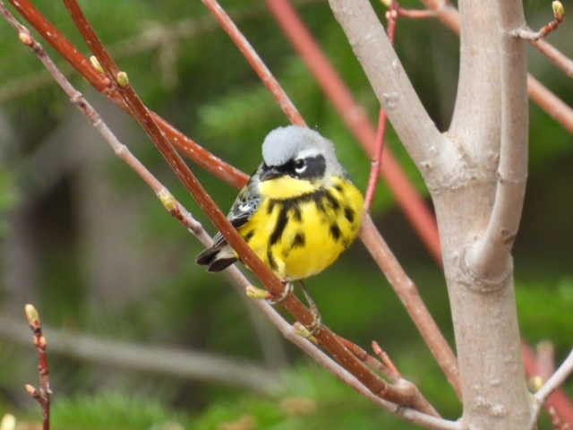 Magnolia Warbler - ML618699528