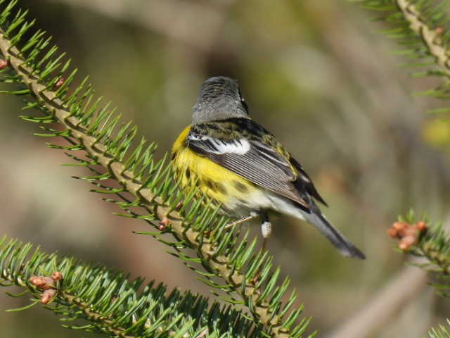 Magnolia Warbler - ML618699529