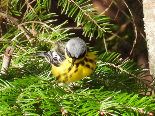 Magnolia Warbler - ML618699530