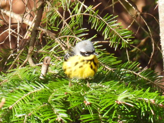 Magnolia Warbler - Joe McGill