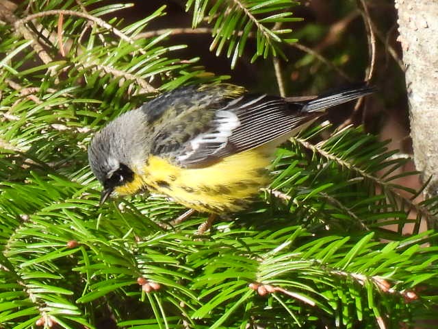 Magnolia Warbler - ML618699532