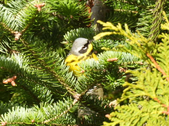 Magnolia Warbler - ML618699534