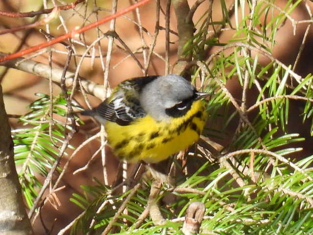 Magnolia Warbler - ML618699535