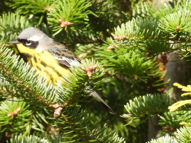 Magnolia Warbler - ML618699538