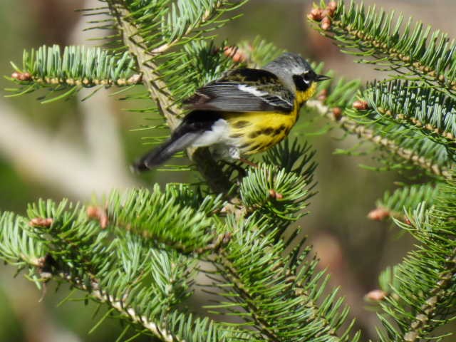 Magnolia Warbler - ML618699539