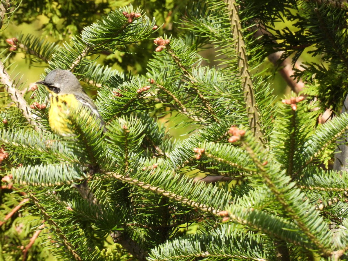 Magnolia Warbler - ML618699540