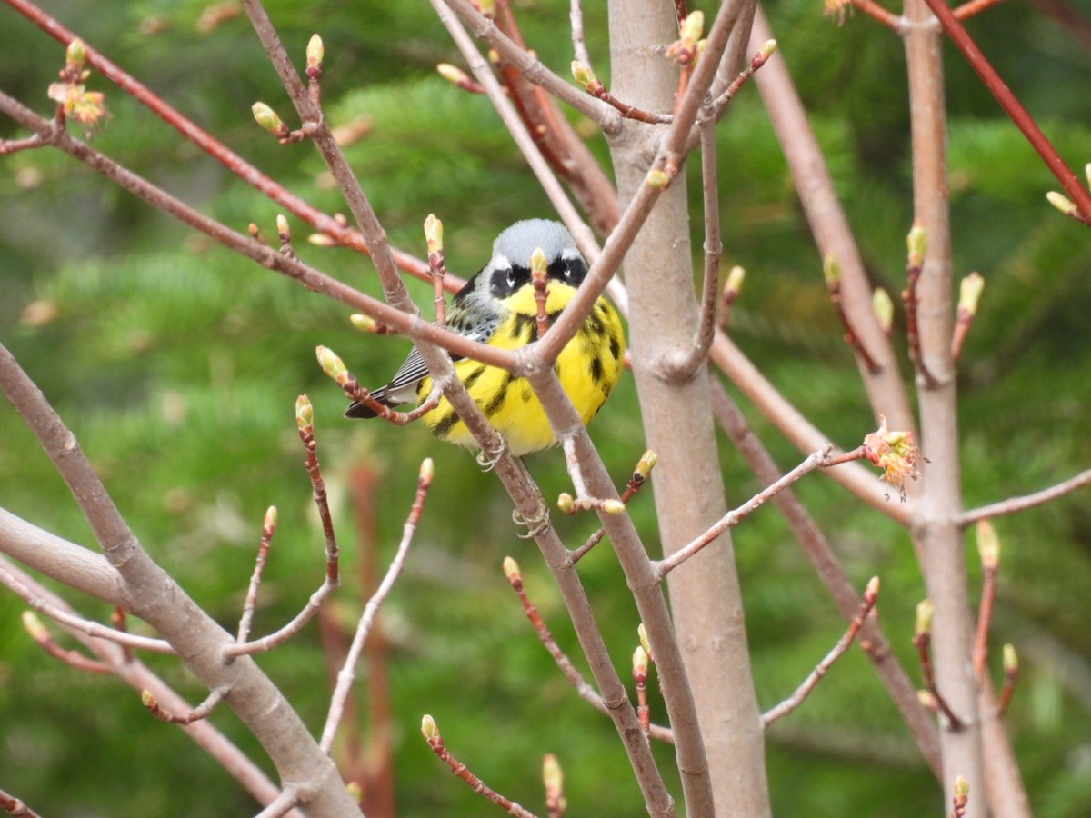 Magnolia Warbler - Joe McGill