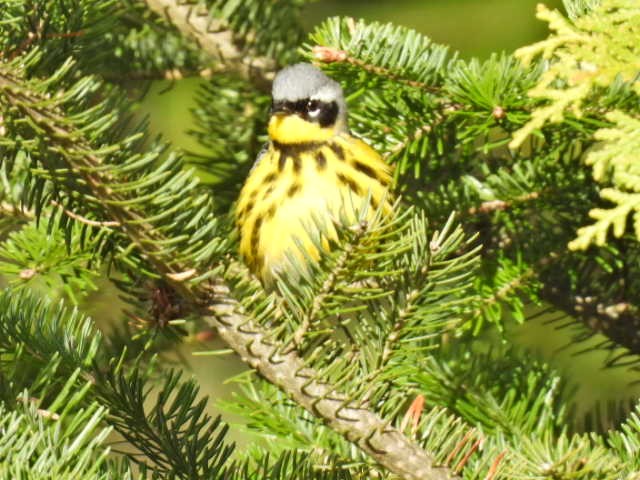 Magnolia Warbler - ML618699542