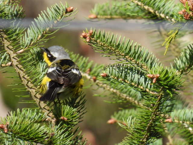 Magnolia Warbler - Joe McGill