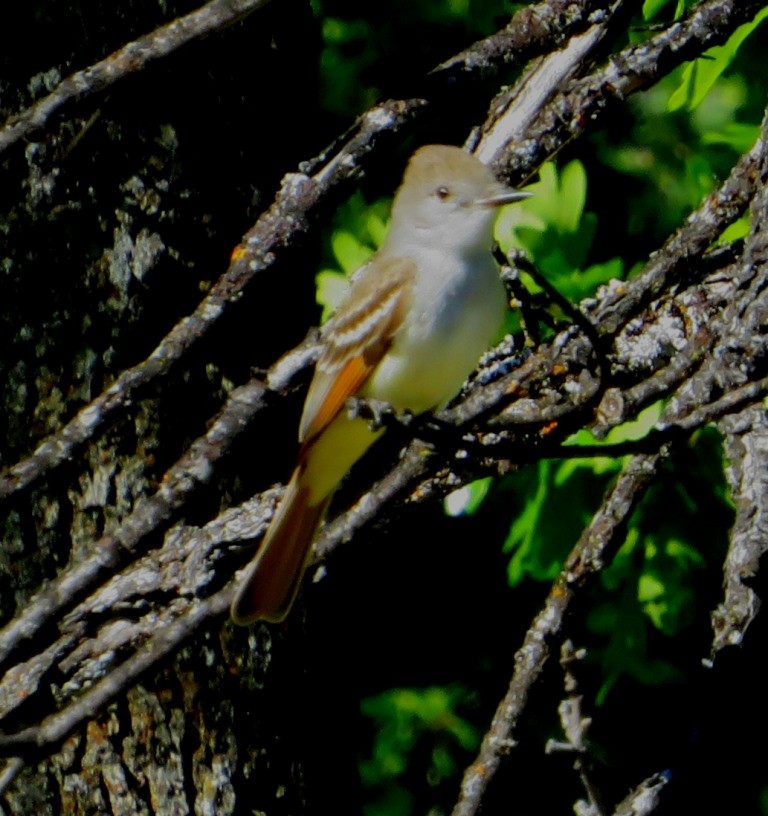 Ash-throated Flycatcher - Harry Fuller