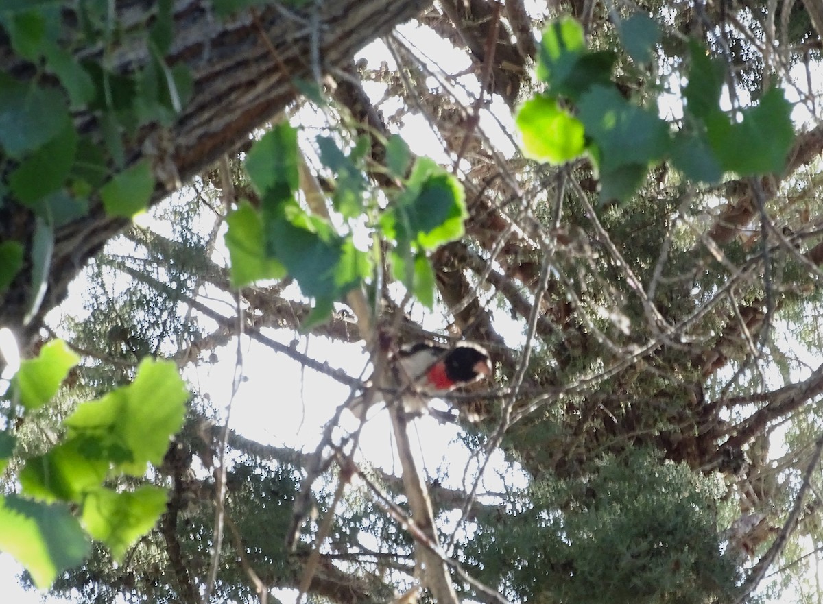 Rose-breasted Grosbeak - ML618699573