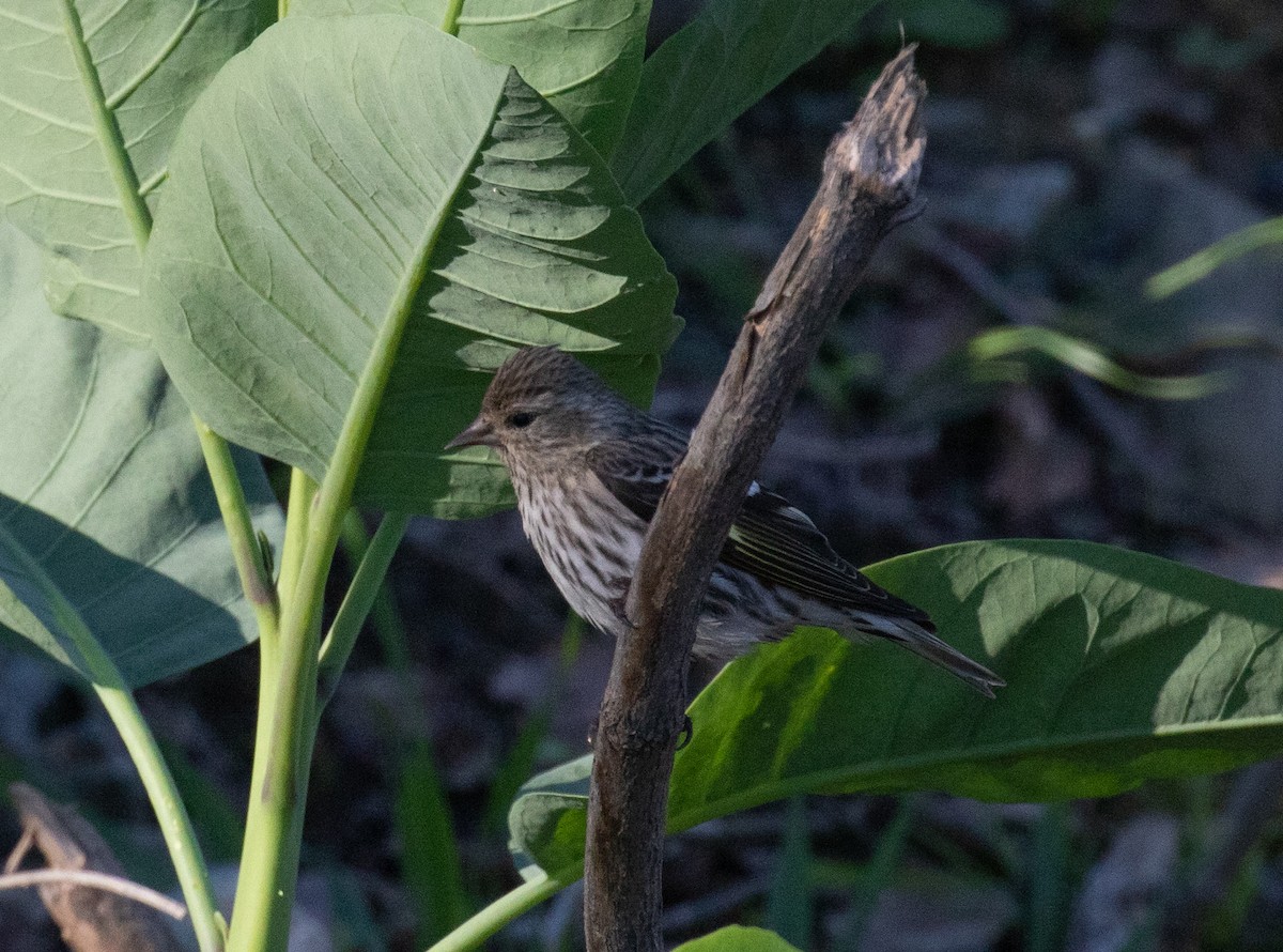 Pine Siskin - ML618699580