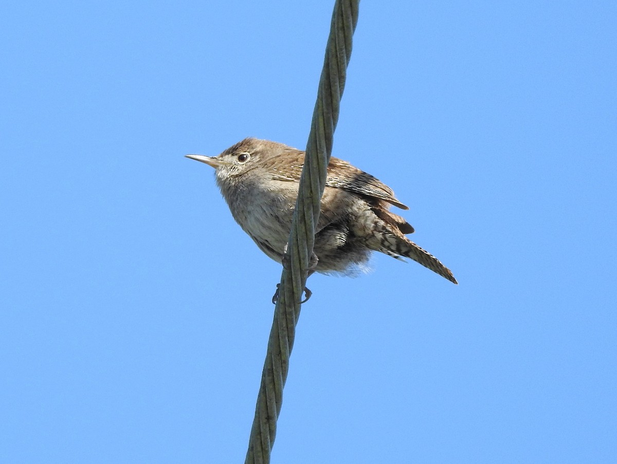 House Wren - ML618699592