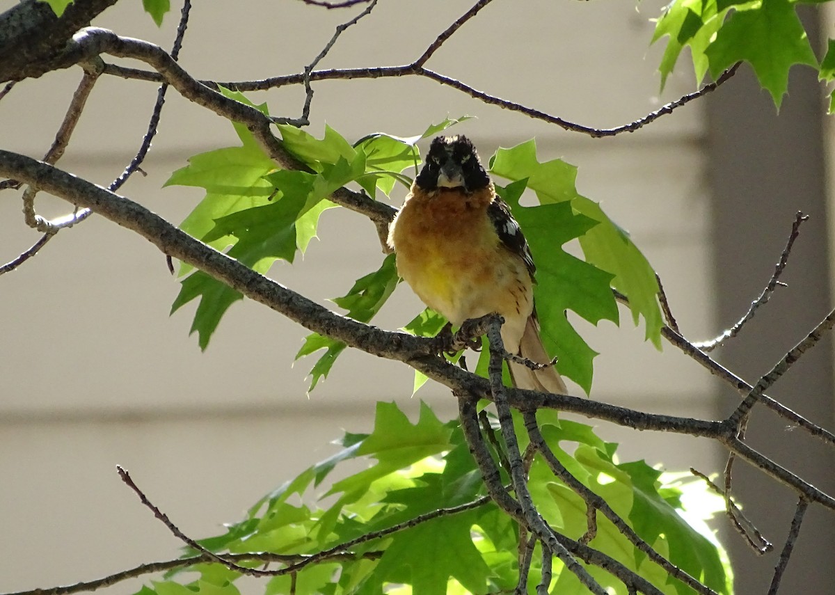 Cardinal à tête noire - ML618699594