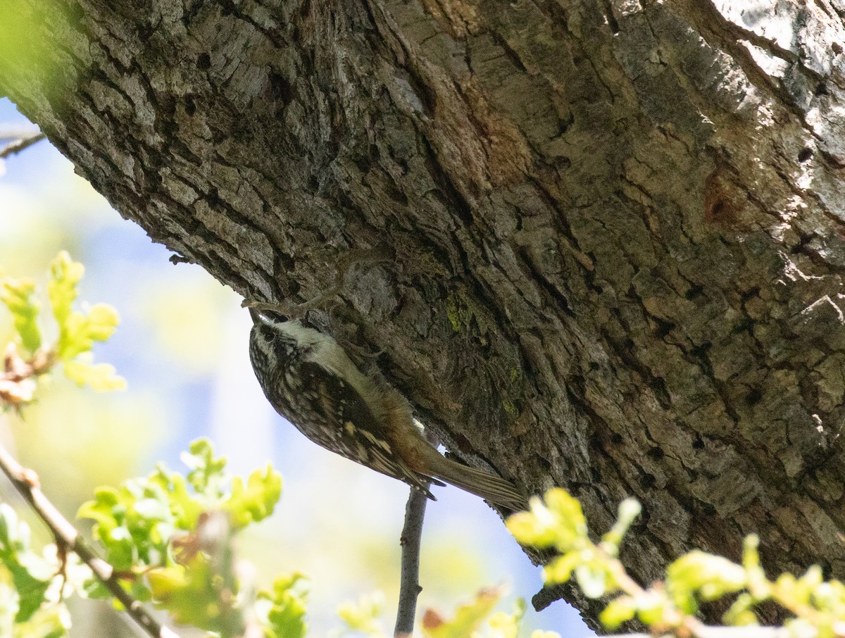 Brown Creeper - ML618699601